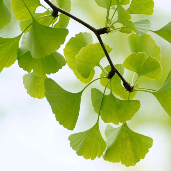 Ginkgo-Biloba-CD CONKA
