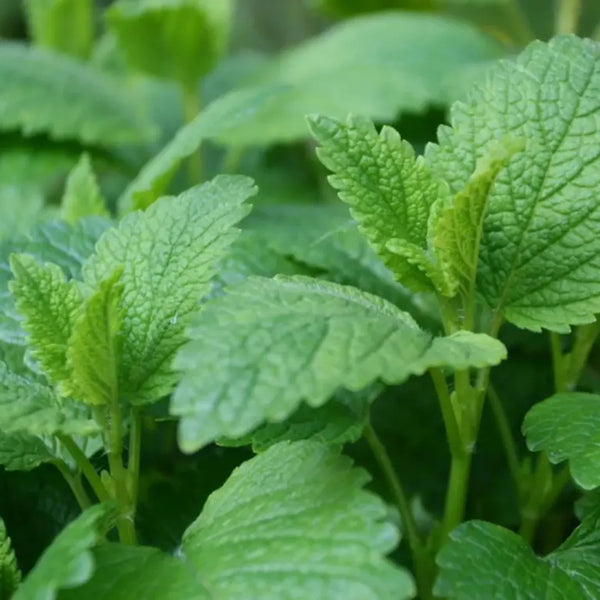 Lemon-Balm-MS CONKA