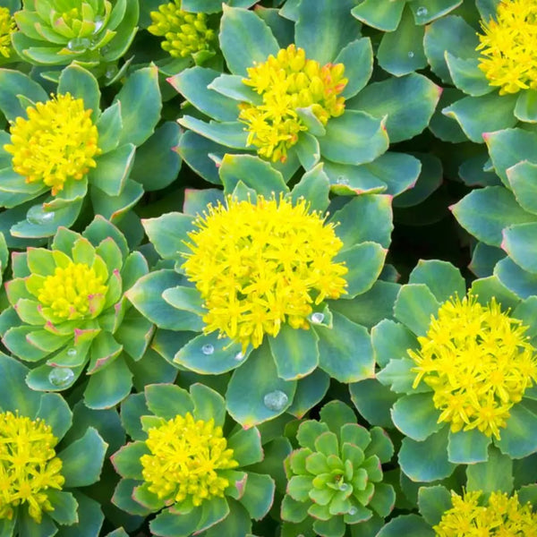 Rhodiola-Rosea CONKA